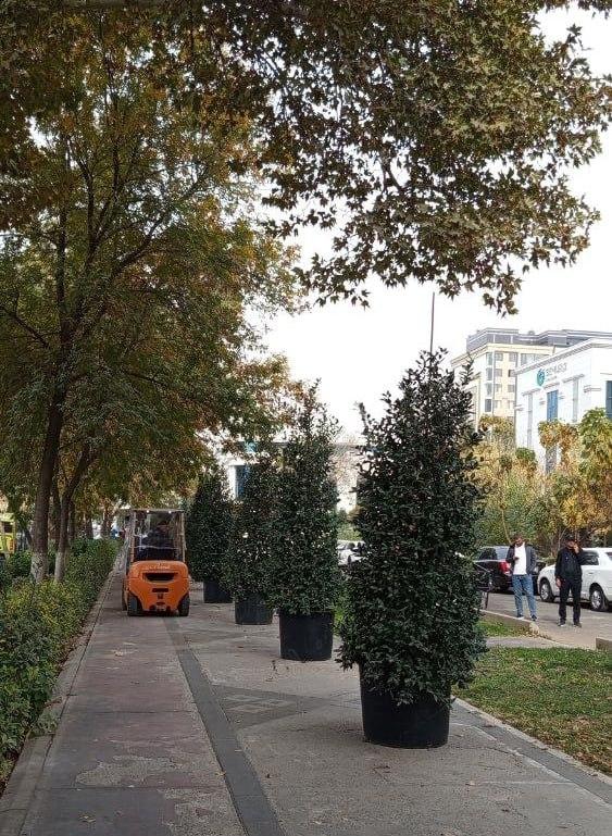 Шаг к зеленой жизни в Яккасарайском районе